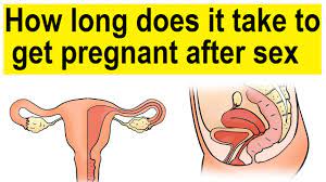 How Long Does It Take To Get Pregnant After Sex How Long Does It Take To Get Pregnant Youtube