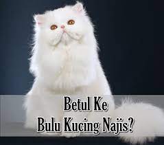 Secara umumnya, bulu kucing yang terkena atau melekat pada pakaian solat adalah tidak najis. Betul Ke Bulu Kucing Najis