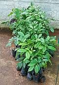 Image result for Diospyros mweroensis
