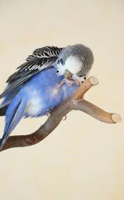 Birds That Don T Fly 94 Cute Little Budgie Pet Birds Birds Pretty Birds