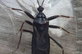 The species that prey on insects may stalk and attack or simply ambush their victims. Masked Hunter Bug Bite Pest Control Canada