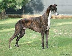 Greyhound Showdog Greyhound Puppy Grey Hound Dog Dog Breeder