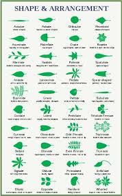 Maybe you would like to learn more about one of these? Types Of Tree Leaves With Pictures For Easy Identification