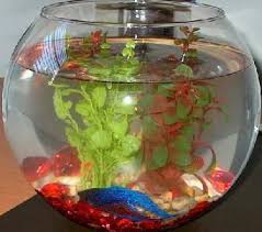 Housing Fish Care Betta Fish Beta Fish Bowl