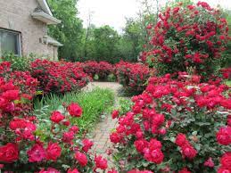 Double Knockout Roses Knockout Roses Double Knockout Roses Rose Garden Landscape