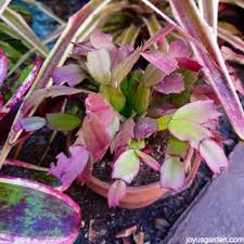 The christmas cactus is a very popular houseplant—and for good reason! How To Get Your Christmas Cactus To Flower Again 3 Steps With Pictures Instructables