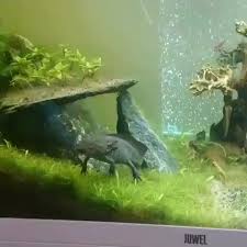 Vivarium Tank Vivarium Vivarium Tank Reservoir De Vivarium Tanque De Vivero Vivarium Diy Vivarium Reptile Snake Vivarium Vi In 2020 With Images Fresh Water Fish Tank