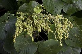 Image result for Macaranga