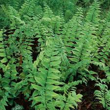 Cyrtomium fortunei is a stiff, upright, evergreen fern with arching, dark green fronds. Holly Fern Cyrtomium Fortunei My Garden Life