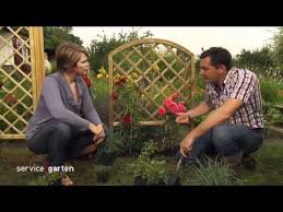 Gartenliebling Rosen Service Garten Hr Fernsehen Kletterrose Rosen Garten