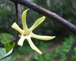 Image result for isolona