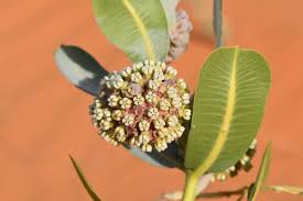 Image result for Asclepias adscendens