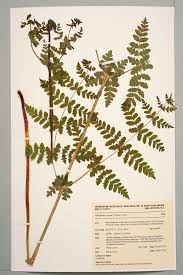 Image result for Histiopteris incisa