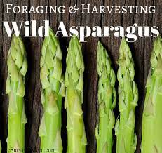 Foraging And Harvesting Wild Asparagus Asparagus Wild Food Foraging Wild Foraging