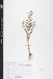 Image result for Nesaea erecta