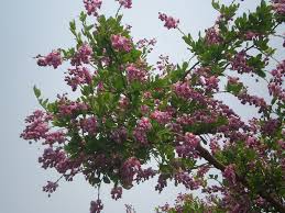 Image result for Securidaca longepedunculata