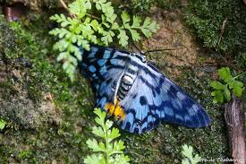 Image result for Dysphania