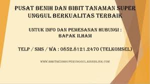 Bibit kedondong mini besar, murah, dan berkualitas rp 65.000; 0812 1890 8795 Jual Bibit Pepaya California Siap Tanam Online Jogja