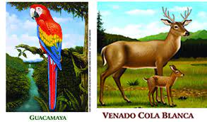 Guardabarranco común esta colorida ave es fácilmente reconocida por su larga cola rematada por dos es el árbol nacional de la 1871, decretó junto con la creación de la república de panamá y se considera que éste originó el nombre del país. Lo Mejor De La Fauna De Honduras Otro Simbolo Nacional Diario La Prensa