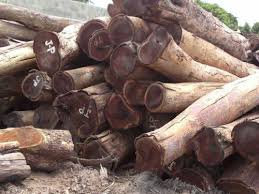 Image result for Millettia stuhlmannii