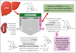 How Codeine Metabolism Affects Its Clinical Use The Pharmaceutical Journal