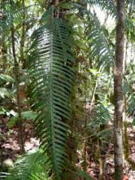 Image result for Blechnum attenuatum