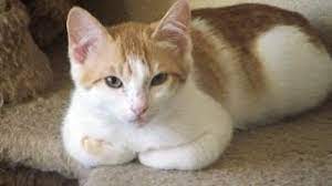 Lambkin is a rare one amongst cat breeds with short legs. Domestic Shorthaired Cat Breed A Simple Guide To Domestic Shorthaired Cat Youtube