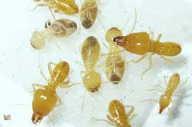Inspections and reports carried out by experts. Termites Pest Control Specialists Seq Pest Squad