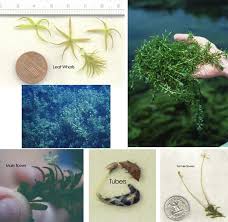 Image result for Hydrilla