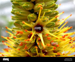 Image result for Aloe spicata