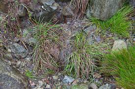 Image result for Isolepis sp.no.1