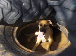 Your dog looks excited and wants to get something from a hole they just dug. Dogs Unleashed Daycare Get A Dog To Stop Digging Dogs Unleashed Daycare Tx