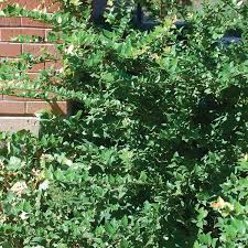 Image result for Xymalos