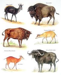 Pagina De Bovidos Bison Amarillo Duiker Bufalo Africano Animals Wild Animals Unusual Animals