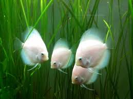 Discus Fish White Diamond Med Bilder Diskus Fisk