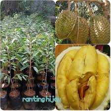 Tips budidaya durian musang king. Bibit Durian Musangking Kaki 3 Tiga Shopee Indonesia