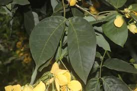 Image result for Senna bacillaris