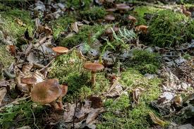 You can make your own from your own local soil. Mycorrhizal Fungi Why You Need Mycorrhiza In Your Garden