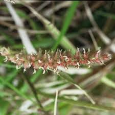 Image result for Cenchrus unisetus