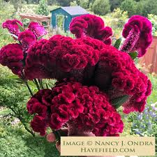 Image result for Celosia brevispicata