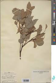 Image result for Synsepalum muelleri