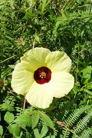 Image result for Hibiscus surattensis