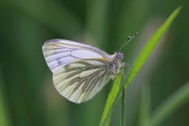 Image result for Pieris napi