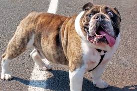 In general, small dogs enjoy longer lives than do their larger counterparts. How Often Should You Walk An English Bulldog How Far