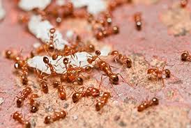 Use the tips, advice, and videos on this board to combat fire ants in and around your home. Are Fire Ants Dangerous Russell S Pest Control