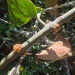 Image result for Erianthemum dregei