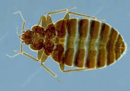 Image result for Cimex Lectularius L