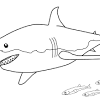 You can now print this beautiful simple megalodon shark coloring page or color online for free. 1