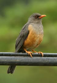Olive Thrush South African Birds Beautiful Birds Birds