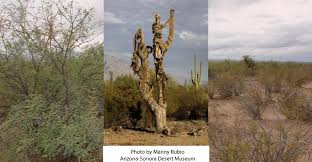 On the news a kid. Life On A Dead Saguaro Arizona Daily Independent